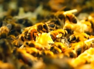  Pałac dla trzmiela, willa dla pszczoły